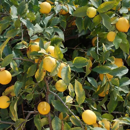 Al Vecchio Convento * Orosei