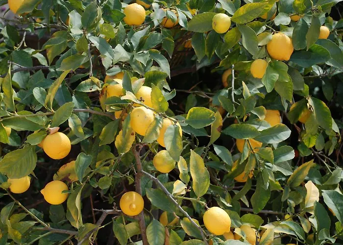 Al Vecchio Convento * Orosei